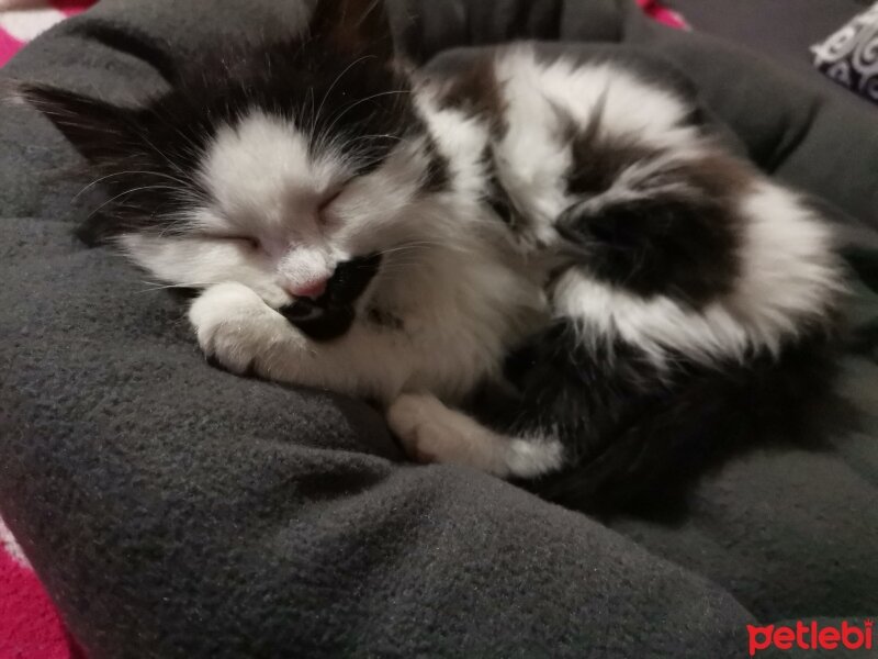 Tuxedo (Smokin) Kedi, Kedi  Fındık fotoğrafı