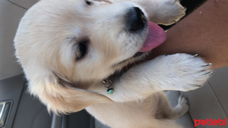 Golden Retriever, Köpek  Fıstık fotoğrafı