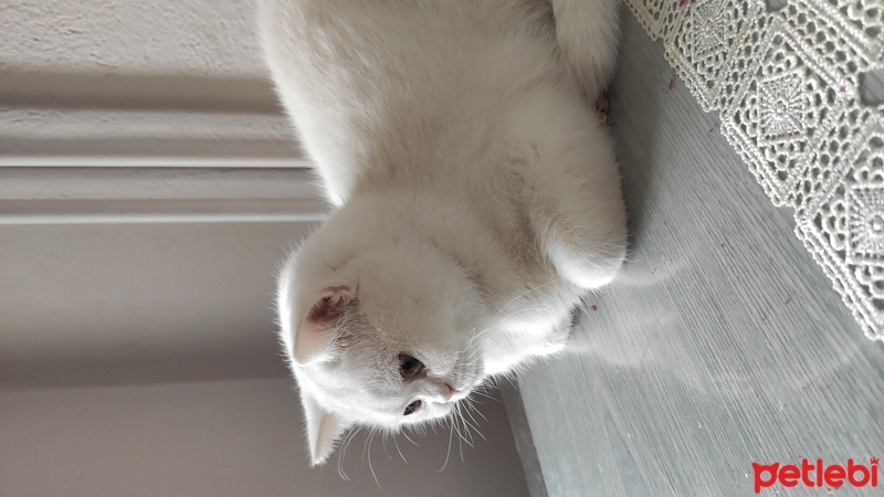 British Shorthair, Kedi  Şila fotoğrafı