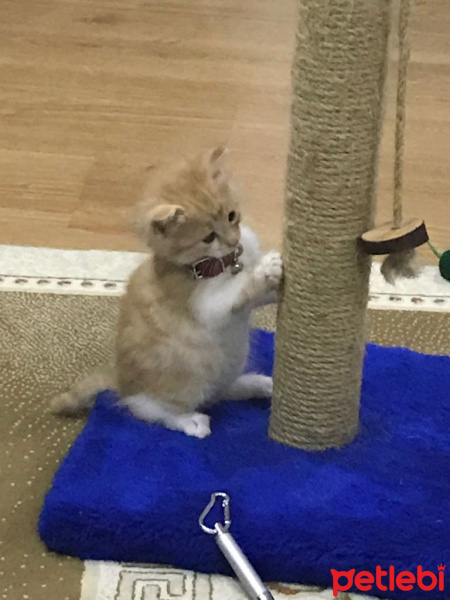 Tekir Kedi, Kedi  Alvin fotoğrafı