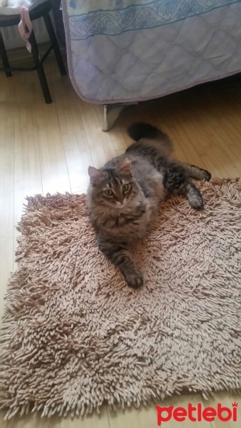 Sibirya Kedisi, Kedi  boncuk fotoğrafı