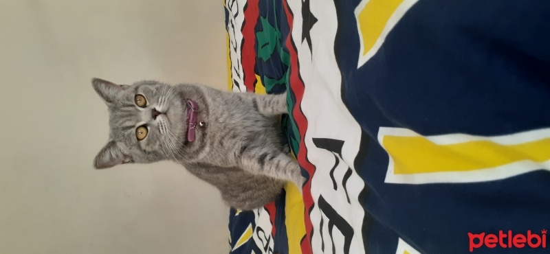 British Shorthair, Kedi  mia fotoğrafı