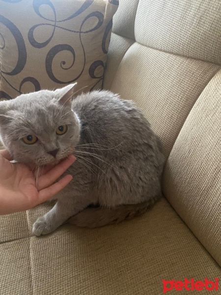 British Shorthair, Kedi  Mia fotoğrafı