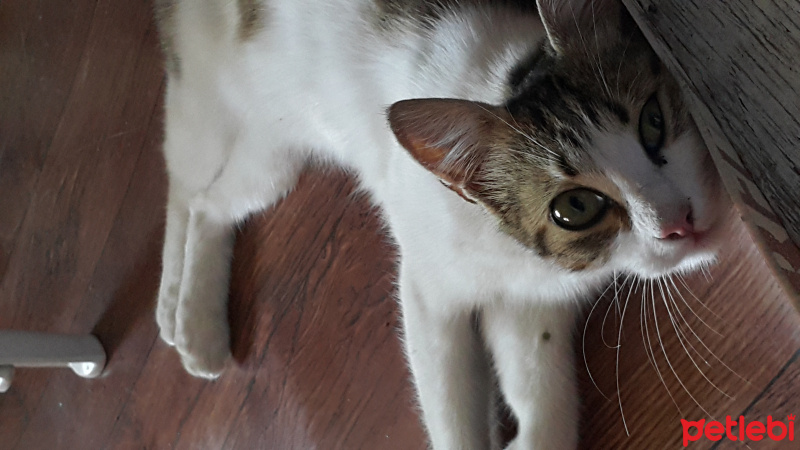 Tekir Kedi, Kedi  ponçik fotoğrafı