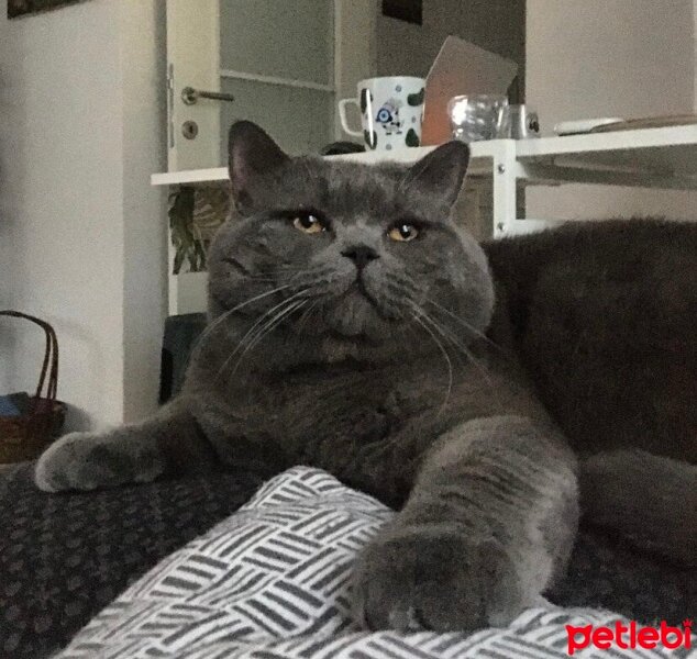 British Shorthair, Kedi  Pera fotoğrafı