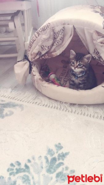 Tekir Kedi, Kedi  Ponçik fotoğrafı