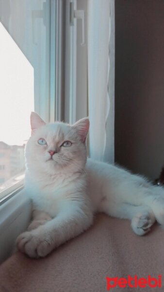 British Shorthair, Kedi  İda fotoğrafı