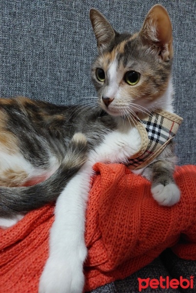 Tekir Kedi, Kedi  SUSAM fotoğrafı