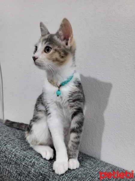 Tekir Kedi, Kedi  SUSAM fotoğrafı