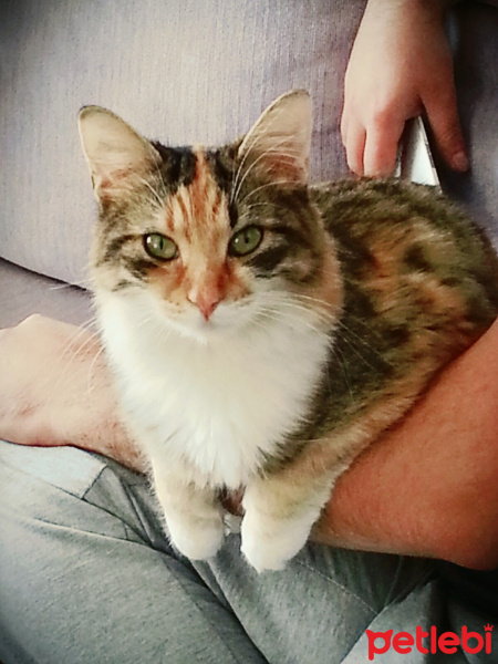 Tekir Kedi, Kedi  Trikolor fotoğrafı