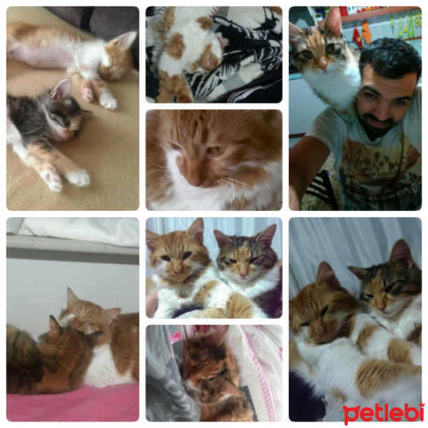 Tekir Kedi, Kedi  Trikolor fotoğrafı