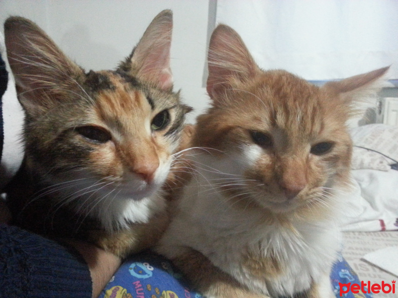 Tekir Kedi, Kedi  Trikolor fotoğrafı