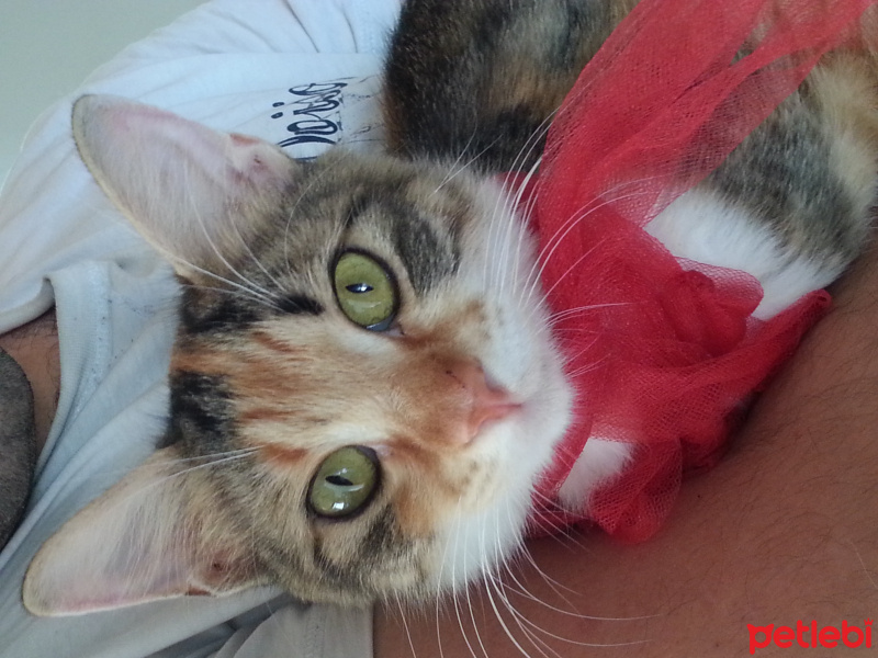 Tekir Kedi, Kedi  Trikolor fotoğrafı