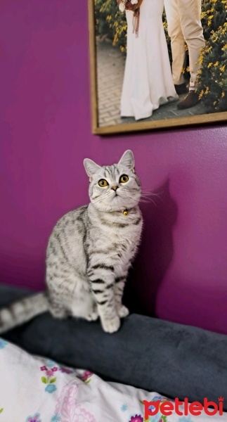 British Shorthair, Kedi  Tokyo fotoğrafı