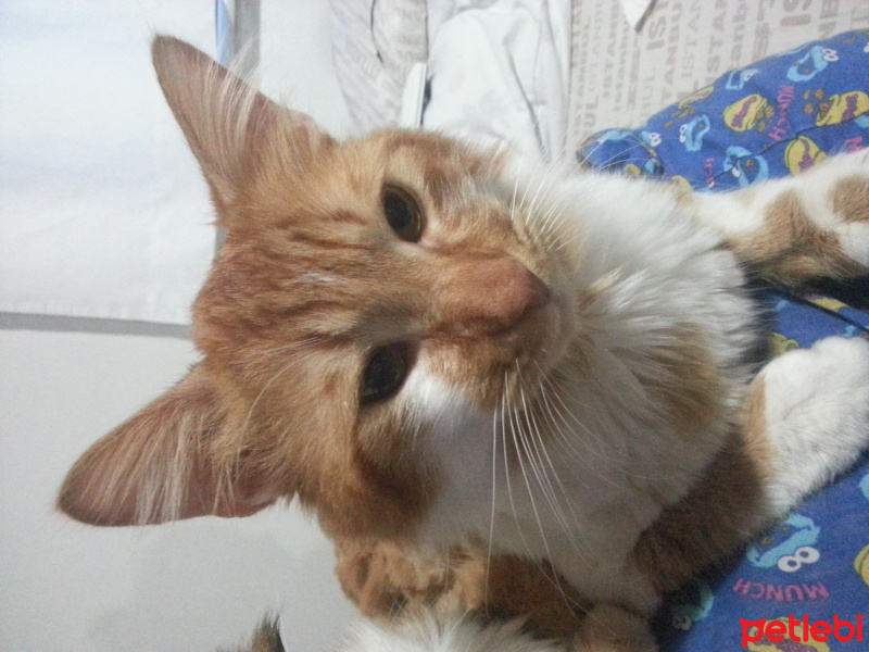 Tekir Kedi, Kedi  Sarman fotoğrafı