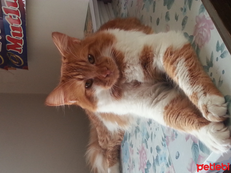 Tekir Kedi, Kedi  Sarman fotoğrafı