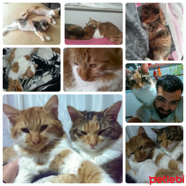 Tekir Kedi, Kedi  Sarman fotoğrafı