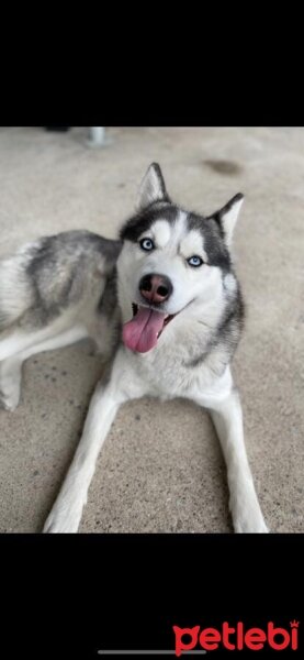 Sibirya Kurdu (Husky), Köpek  KUTUP fotoğrafı