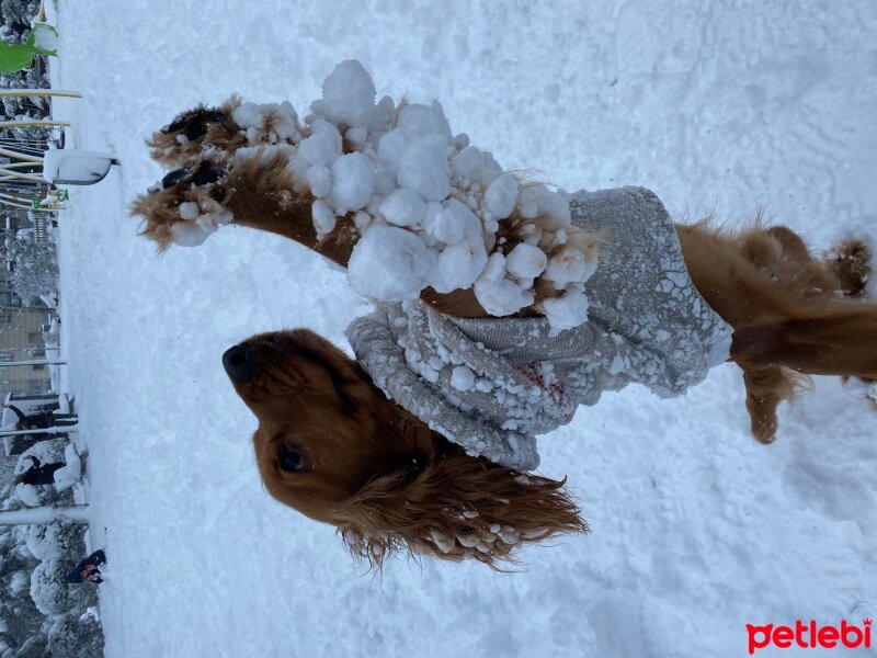 Amerikan Cocker Spaniel, Köpek  Leo fotoğrafı