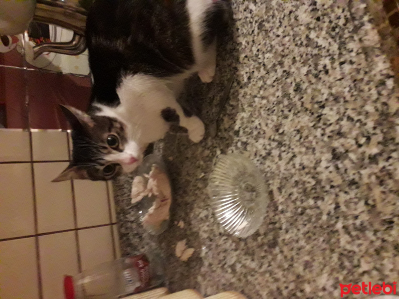 Tekir Kedi, Kedi  Behlul ve peri fotoğrafı