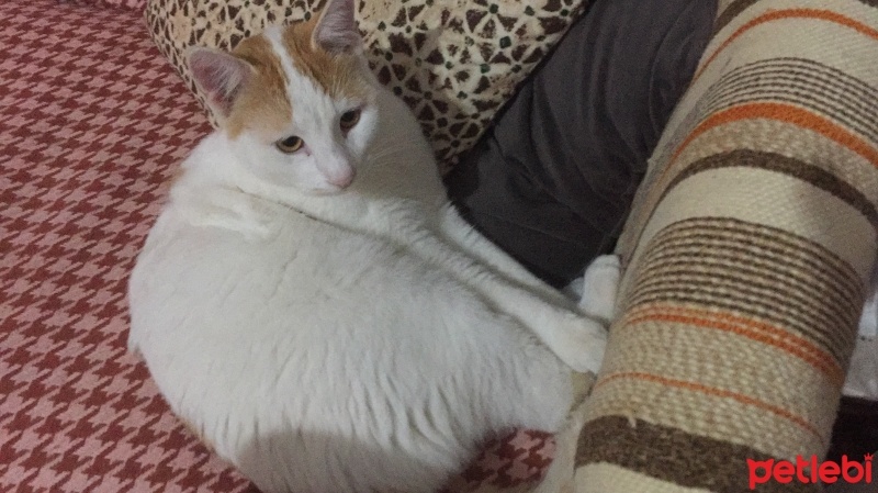 Sarman, Kedi  Limon fotoğrafı