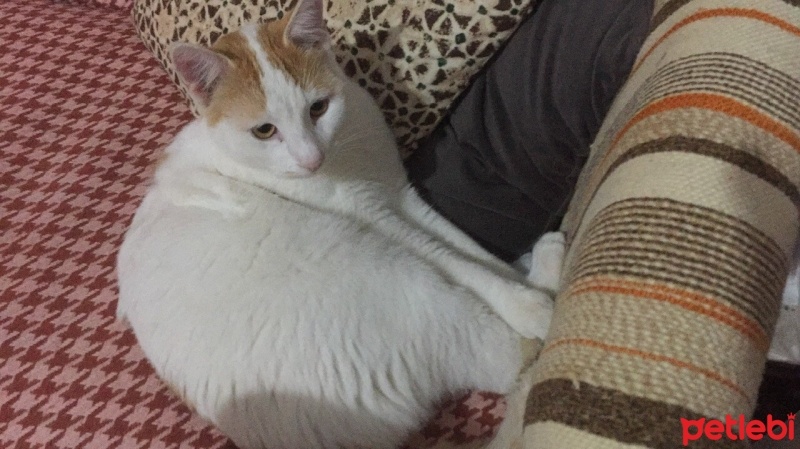 Sarman, Kedi  Limon fotoğrafı