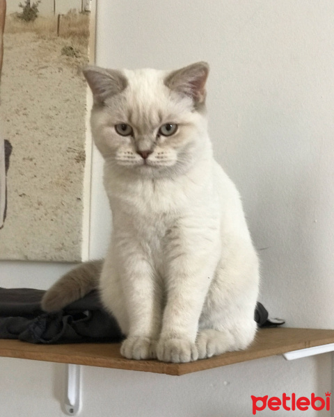 British Shorthair, Kedi  Lidya fotoğrafı