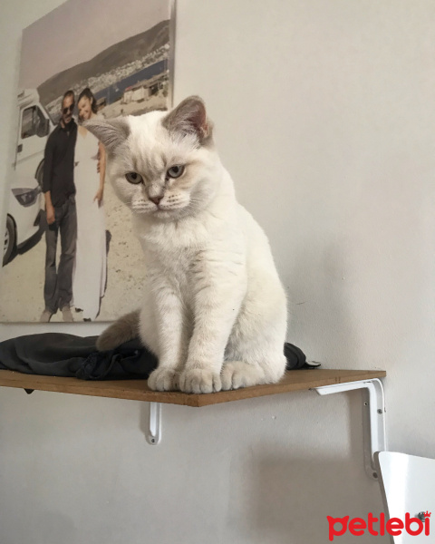 British Shorthair, Kedi  Lidya fotoğrafı