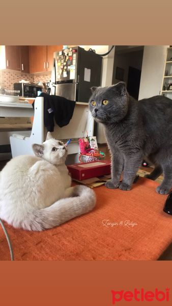 British Shorthair, Kedi  Lidya fotoğrafı
