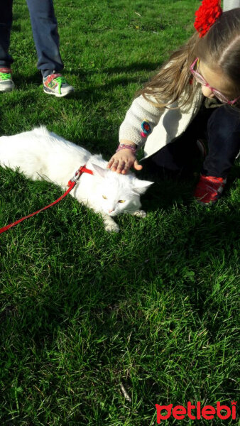 Ankara Kedisi, Kedi  Pörsi fotoğrafı