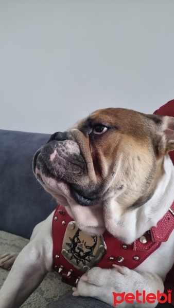 İngiliz Bulldog, Köpek  Zeus fotoğrafı