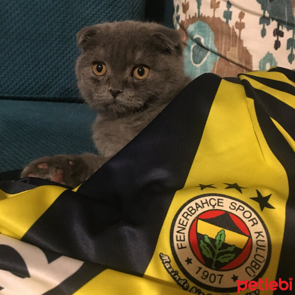 Scottish Fold, Kedi  Venüs fotoğrafı