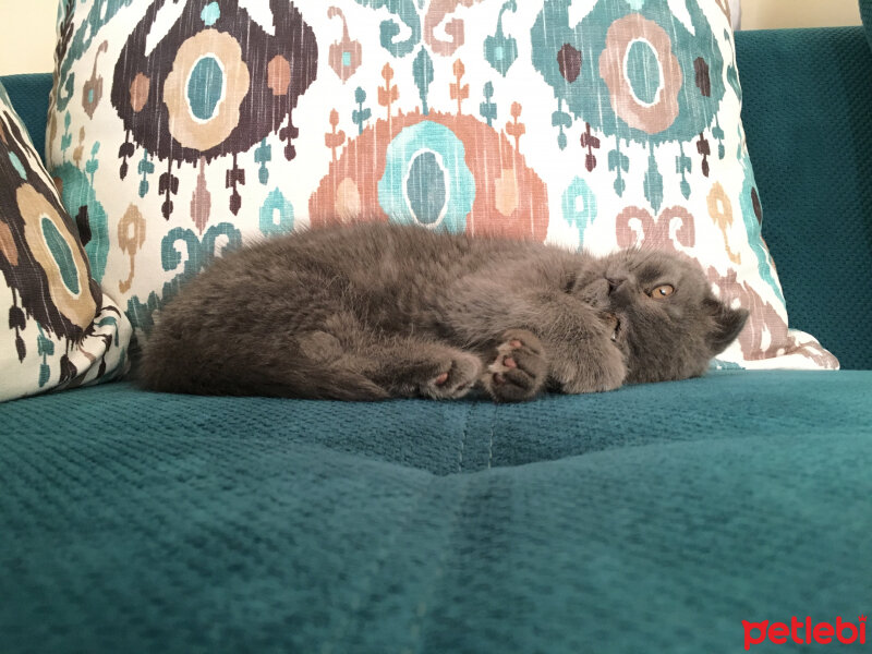 Scottish Fold, Kedi  Venüs fotoğrafı