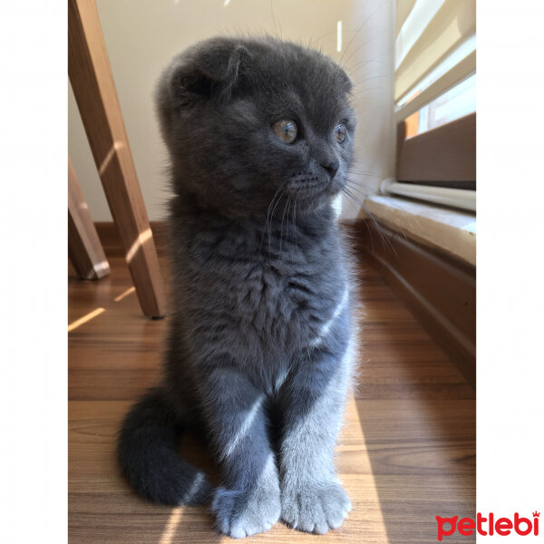 Scottish Fold, Kedi  Venüs fotoğrafı