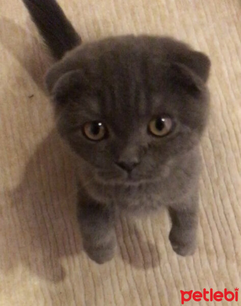 Scottish Fold, Kedi  Venüs fotoğrafı