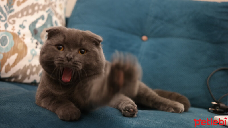 Scottish Fold, Kedi  Venüs fotoğrafı