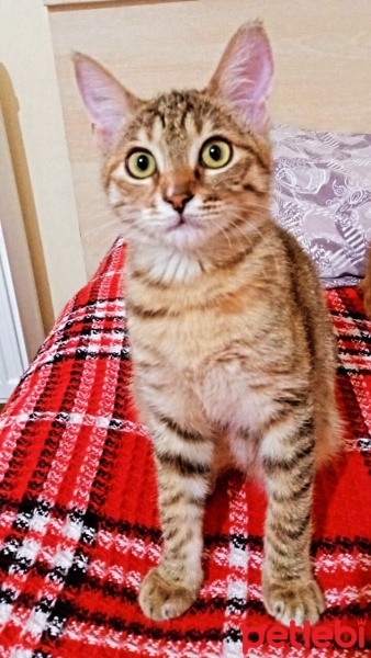 Tekir Kedi, Kedi  Mişa fotoğrafı