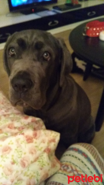 Cane Corso Italiano, Köpek  Lucy fotoğrafı