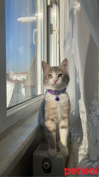 Tekir Kedi, Kedi  Mia Bubbles fotoğrafı