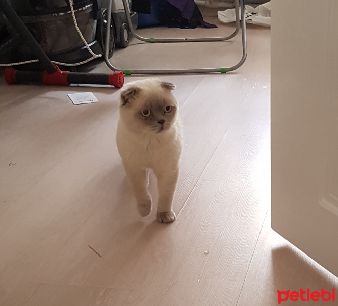 Scottish Fold, Kedi  Oglus fotoğrafı