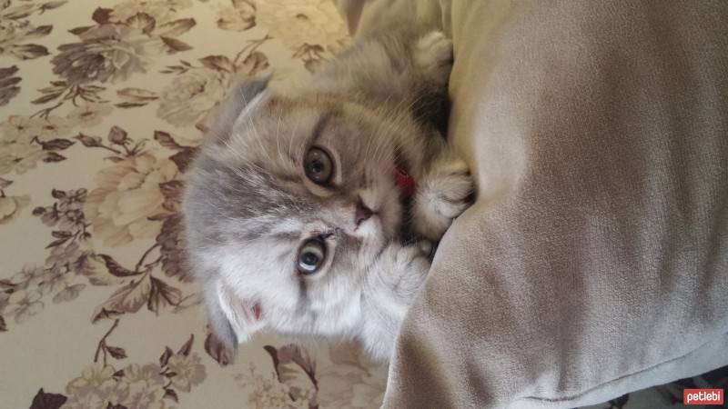 Scottish Fold, Kedi  asya fotoğrafı