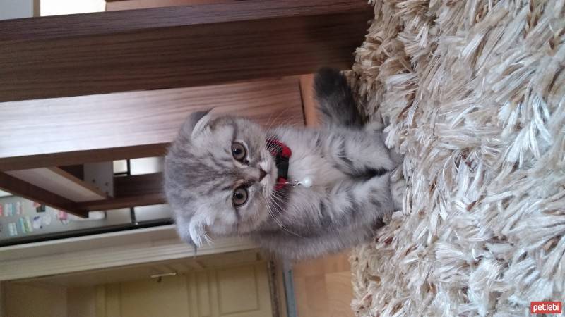 Scottish Fold, Kedi  asya fotoğrafı