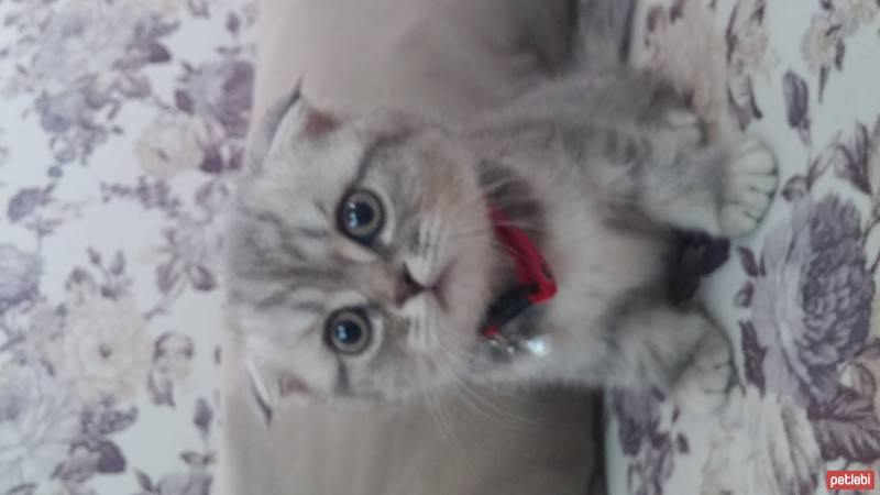 Scottish Fold, Kedi  asya fotoğrafı