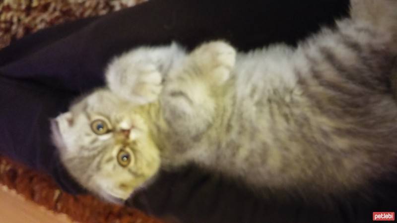 Scottish Fold, Kedi  asya fotoğrafı