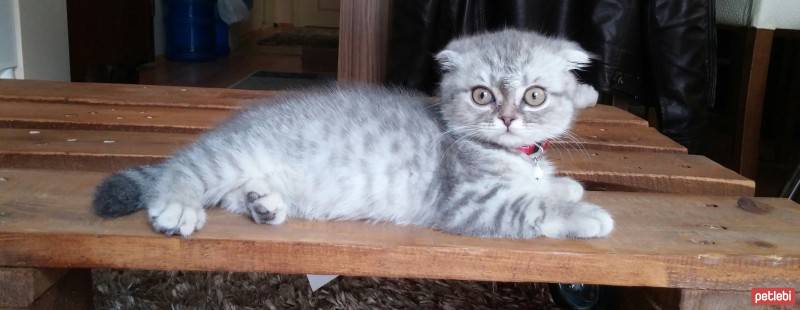 Scottish Fold, Kedi  asya fotoğrafı