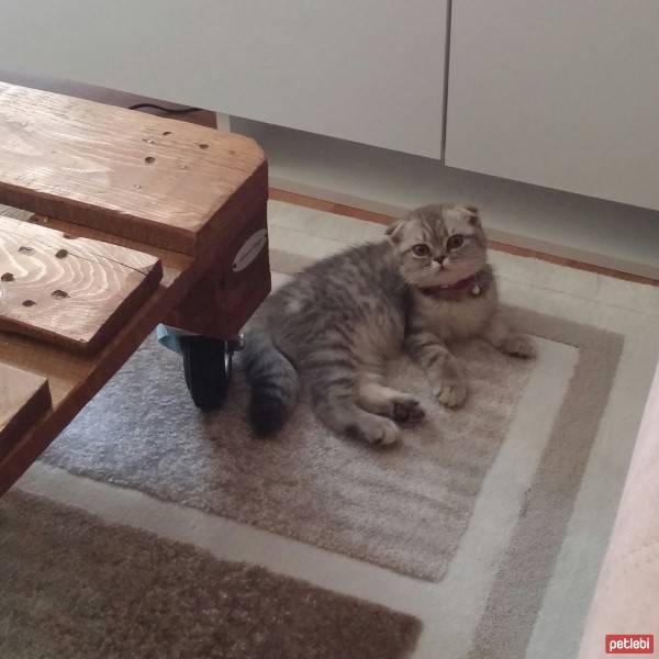 Scottish Fold, Kedi  asya fotoğrafı