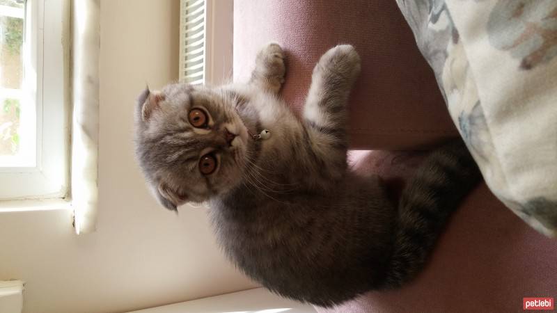 Scottish Fold, Kedi  asya fotoğrafı