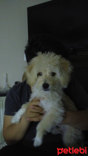 Maltese, Köpek  Paşa fotoğrafı