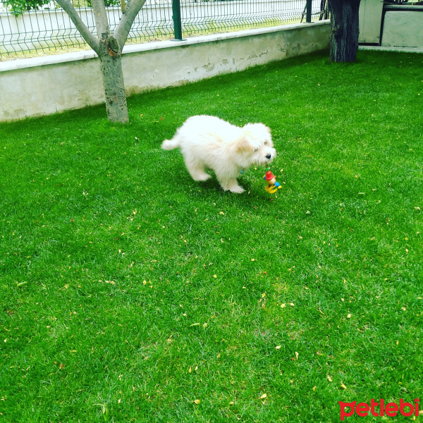 Maltese, Köpek  Paşa fotoğrafı