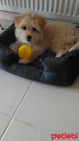 Maltese, Köpek  Paşa fotoğrafı